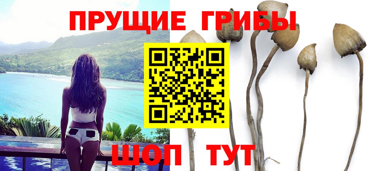 Псилоцибиновые грибы GOLDEN TEACHER Будённовск